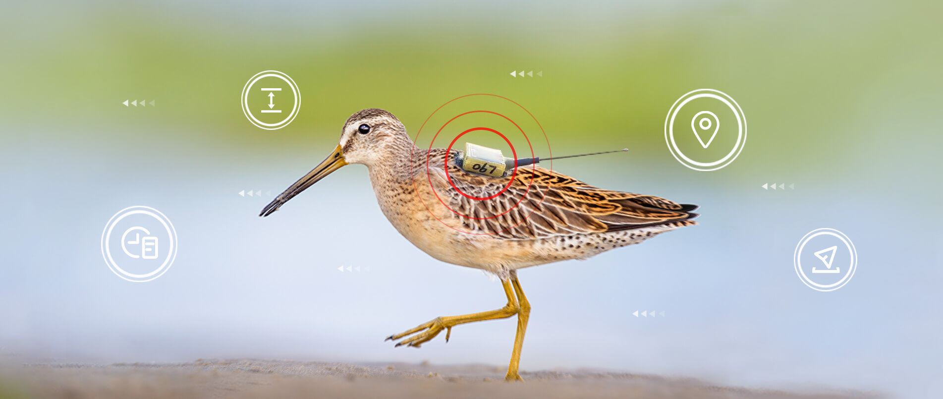 ag凯发旗舰厅物联网整体解决方案，助力小型鸟类实现全球追踪